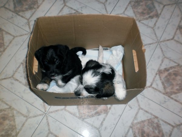 A chi li diamo _2.JPG