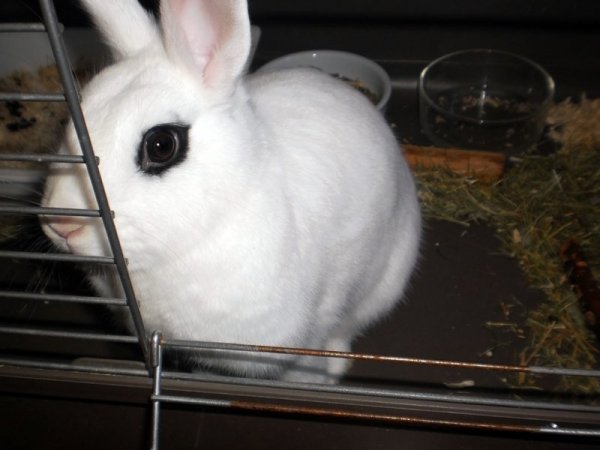 Coniglio.thumb.JPG.109d1076b783b0ec0da21e9756f6e8e0.JPG