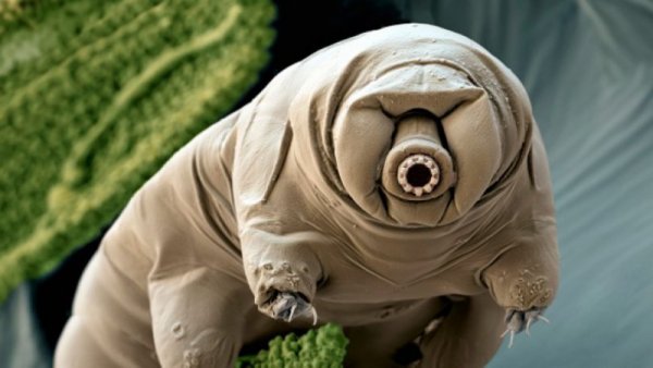 tardigrado.thumb.jpg.8418cefedf3885173adb0db7c39af482.jpg